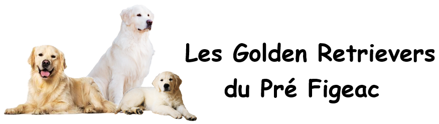 Les Golden Retrievers du Pré Figeac